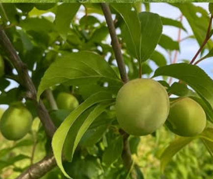 ジジの山ですくすく育った旬の梅をお届けします！