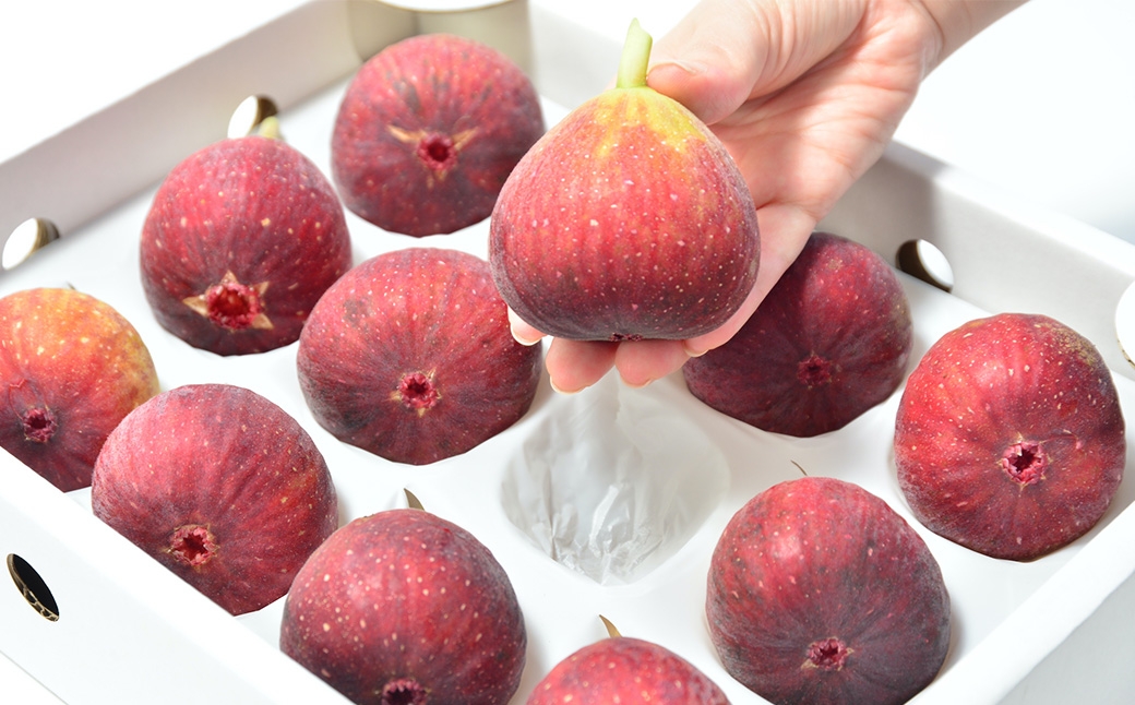 皮ごと食べれる！とよみつひめ 850g前後