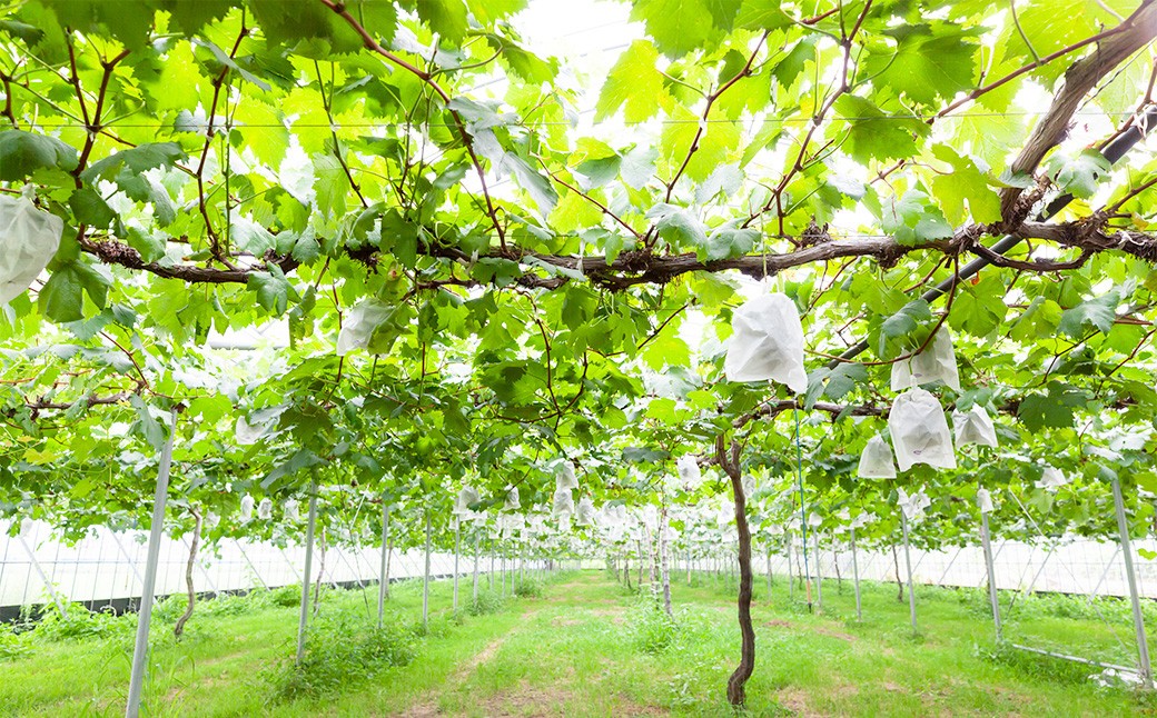 ピオーネ 4～5房（約2kg）