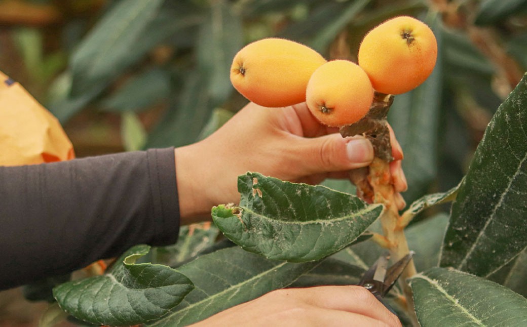 長崎市産びわ 1kg 24個入