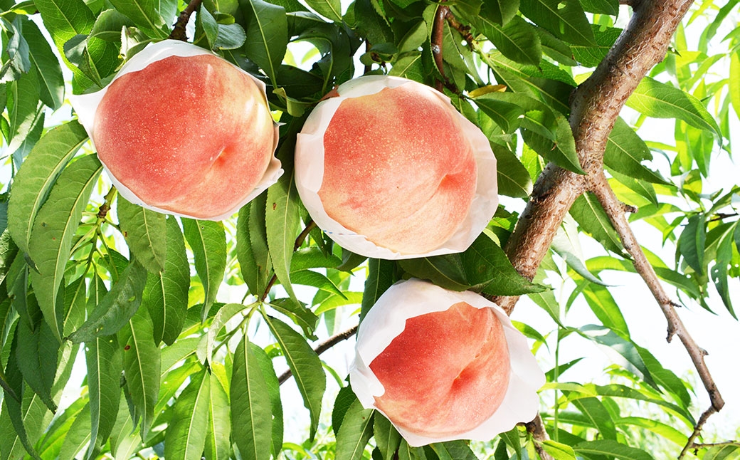 桃 （ 化粧箱入り ） 約1.8kg （ 5～6玉 ）