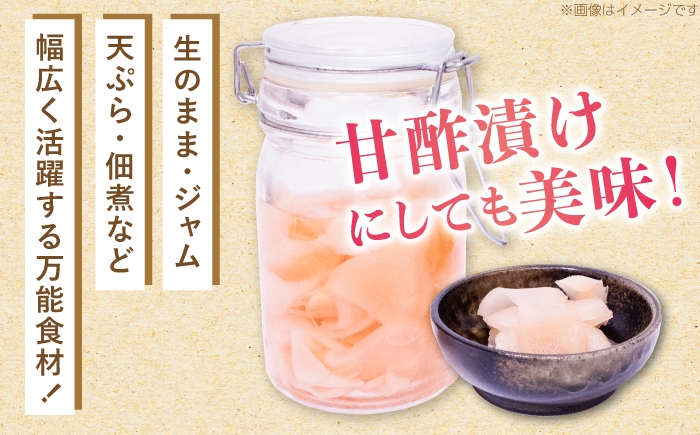 生姜 ショウガ しょうが 新ショウガ 新しょうが ハウス ジンジャー ガリ 温活 冷え対策 野菜 食品 高知 季節限定