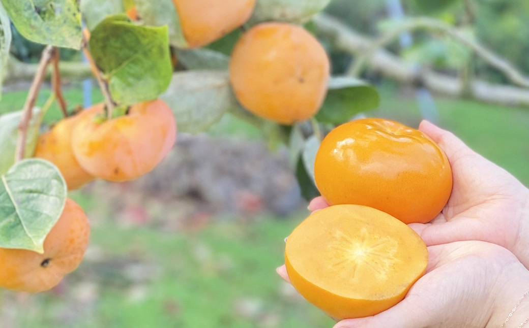 福岡県ブランド柿 秋王 5～7玉 約1.8kg 種無し