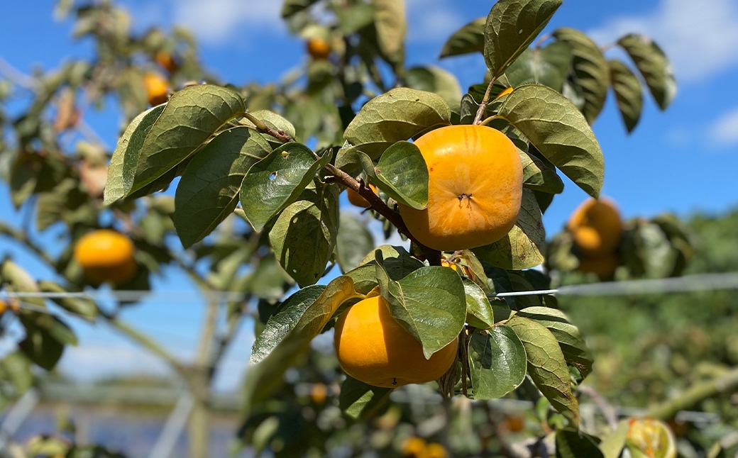 福岡県ブランド柿 秋王 訳あり品 5～7玉 約1.8kg 種無し