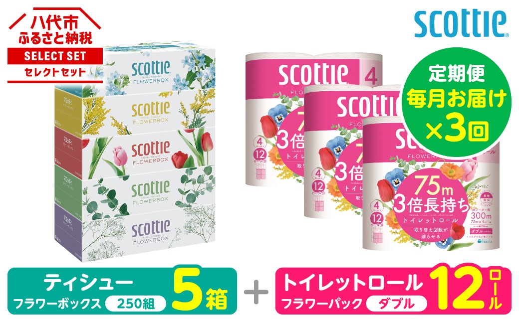 【定期便3回】【毎月1回お届け】【スコッティ】ティシュー フラワーボックス＋フラワーパック 3倍長持ち（ダブル）