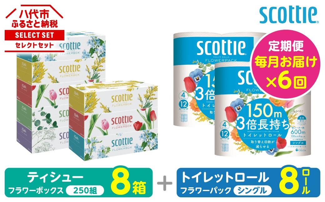 【定期便6回】【毎月お届け】【スコッティ】ティシュー フラワーボックス＋フラワーパック 3倍長持ち（シングル）