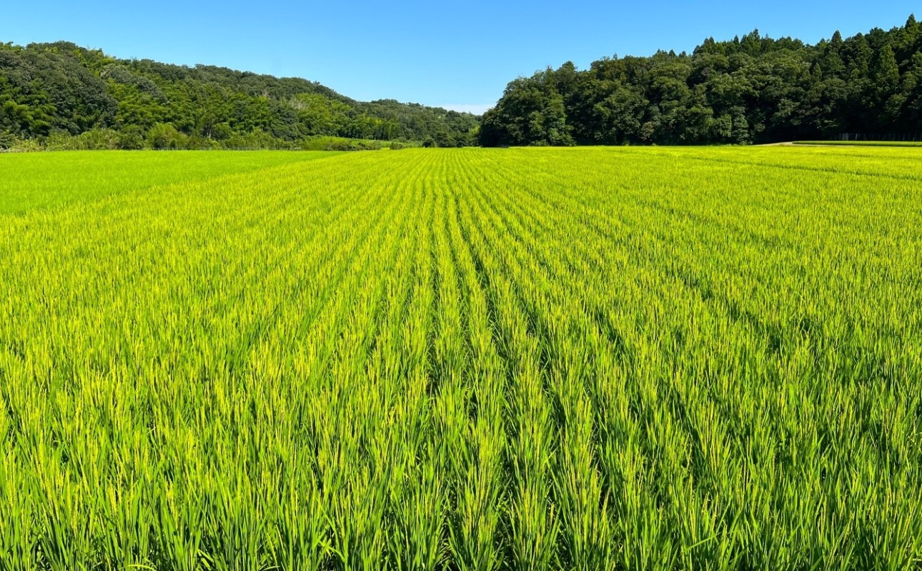 鈴鹿山麓の銘水が育てた米「小山田米」　山間に広がる水田にて育つ稲