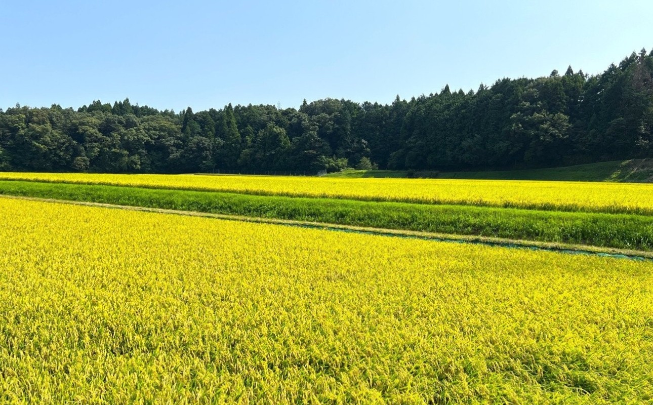 夏から秋にかけて稲穂が実り、だんだんと収穫の時期が近づいてきました