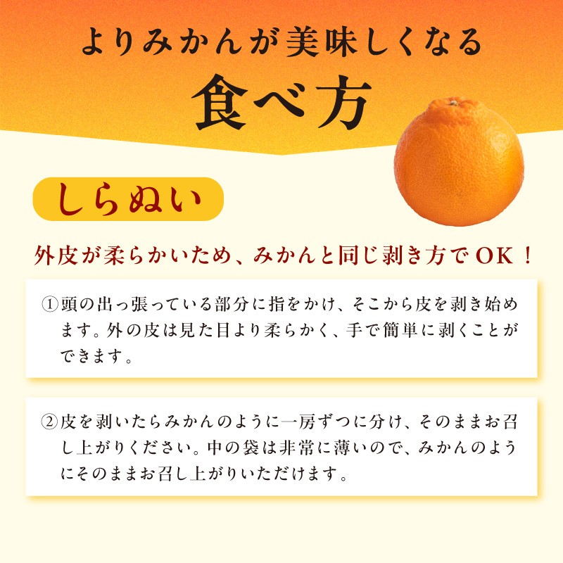 【2027年発送 先行予約品】