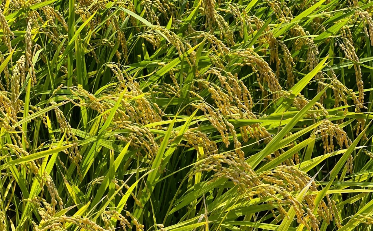 収穫前の稲穂　たわわに実りました