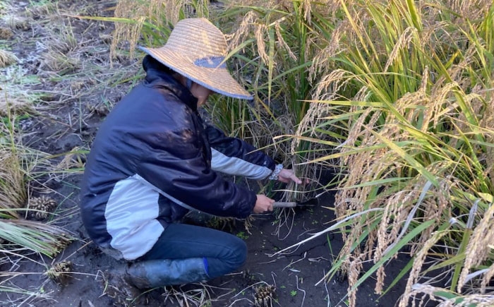 あきろまん 5kg 令和7年産 アキロマン 米 5キロ こめ おこめ コメ kome 