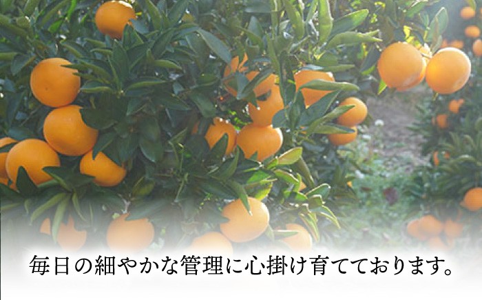 柑橘定期便 ミカン みかん