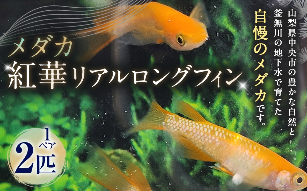 紅華リアルロングフィン 1ペア 2匹