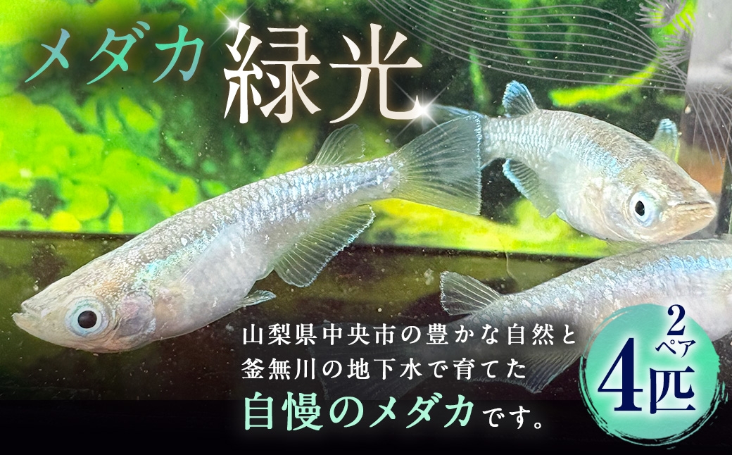 メダカ緑光 2ペア 4匹