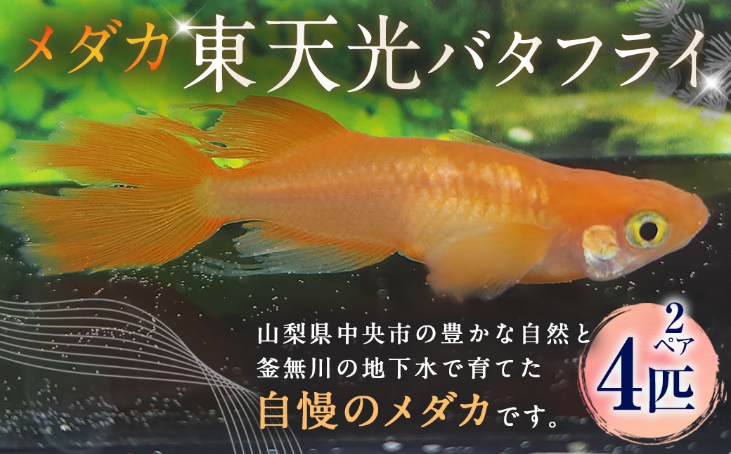 メダカ東天光バタフライ2ペア4匹
