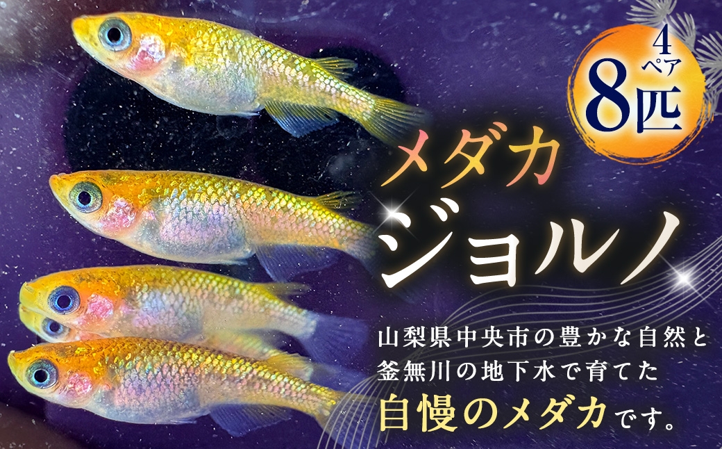 メダカ 【 ジョルノ 】 4ペア 8匹