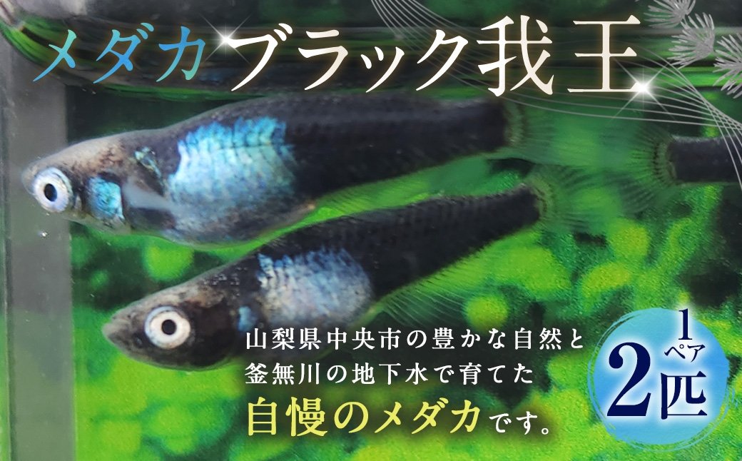 ブラック我王メダカ 1ペア 2匹