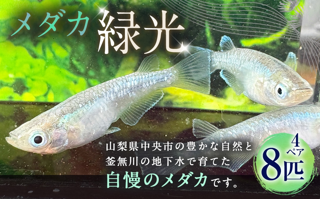 メダカ【緑光】4ペア8匹