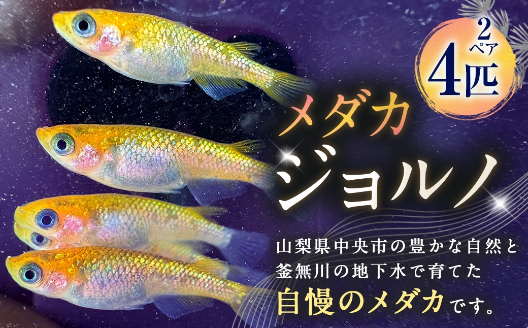 メダカジョルノ 2ペア 4匹