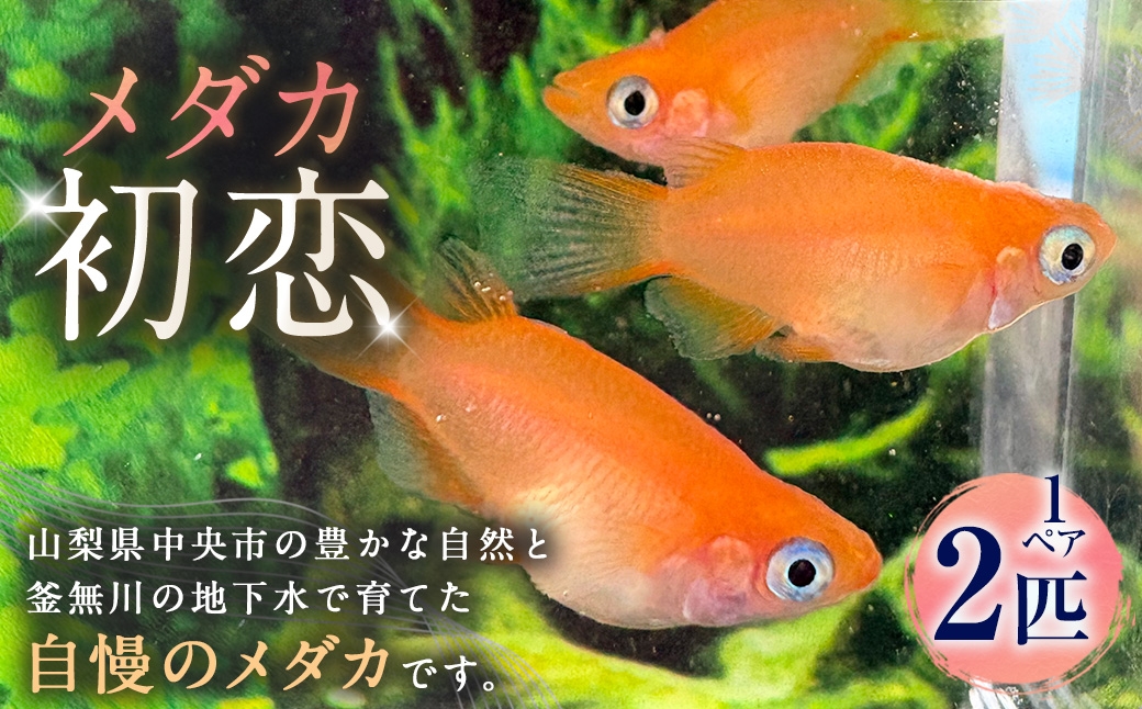 メダカ初恋 1ペア 2匹