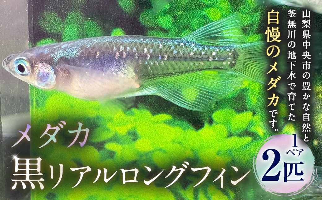メダカ黒リアルロングフィン 1ペア 2匹