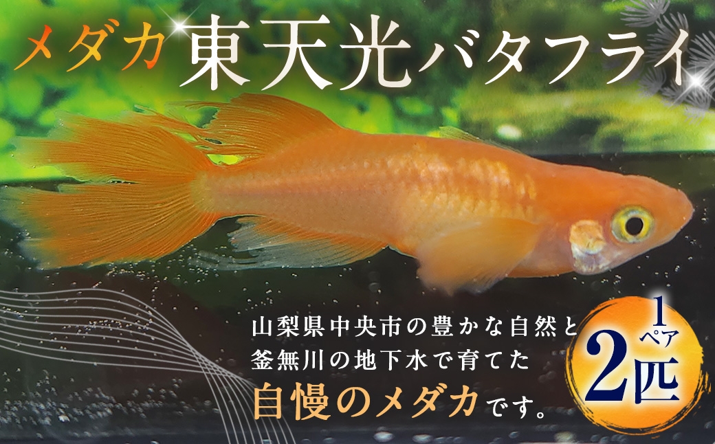 メダカ 【 東天光バタフライ 】 1ペア 2匹