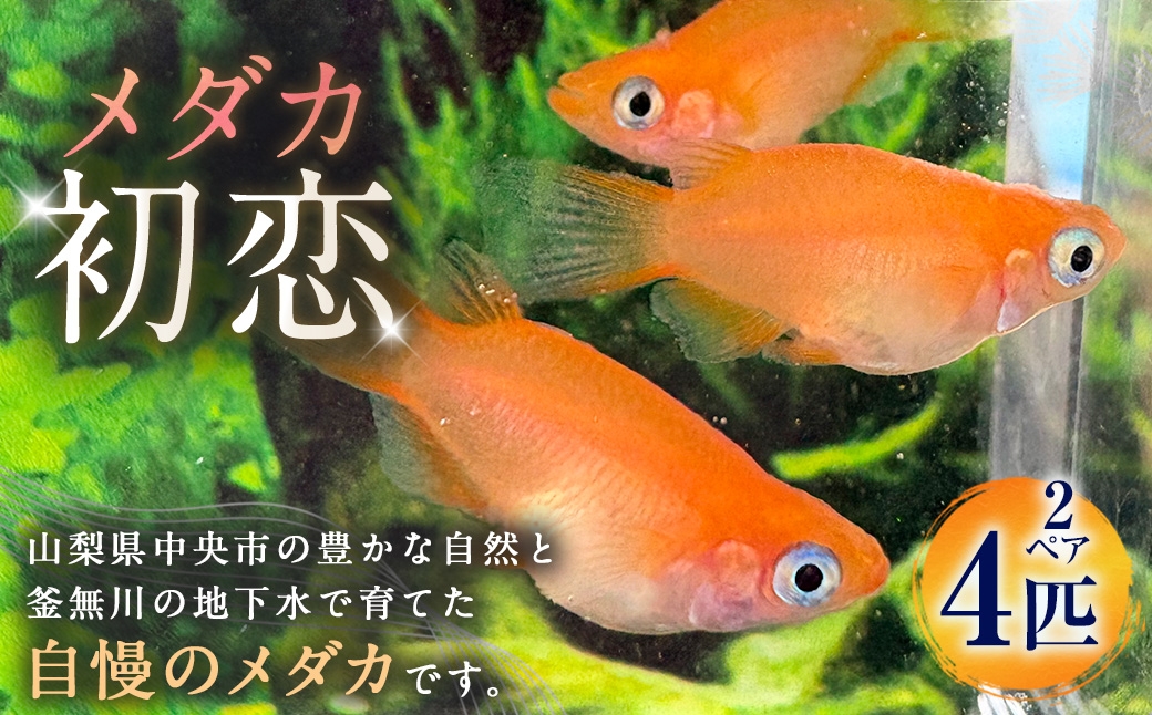 メダカ初恋2ペア4匹