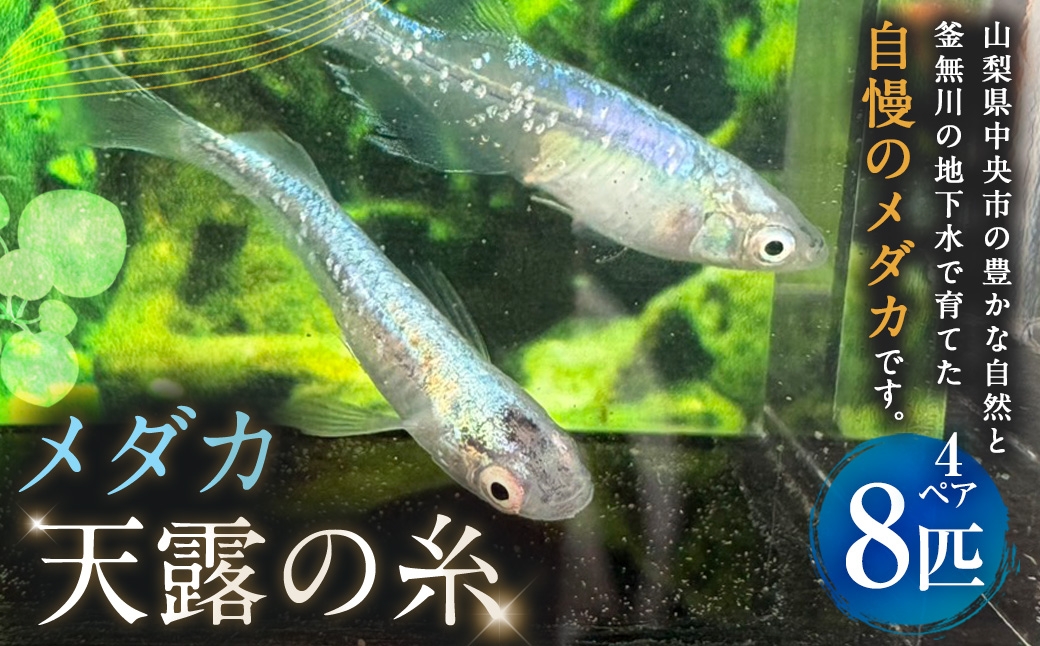 メダカ天露の糸 4ペア 8匹