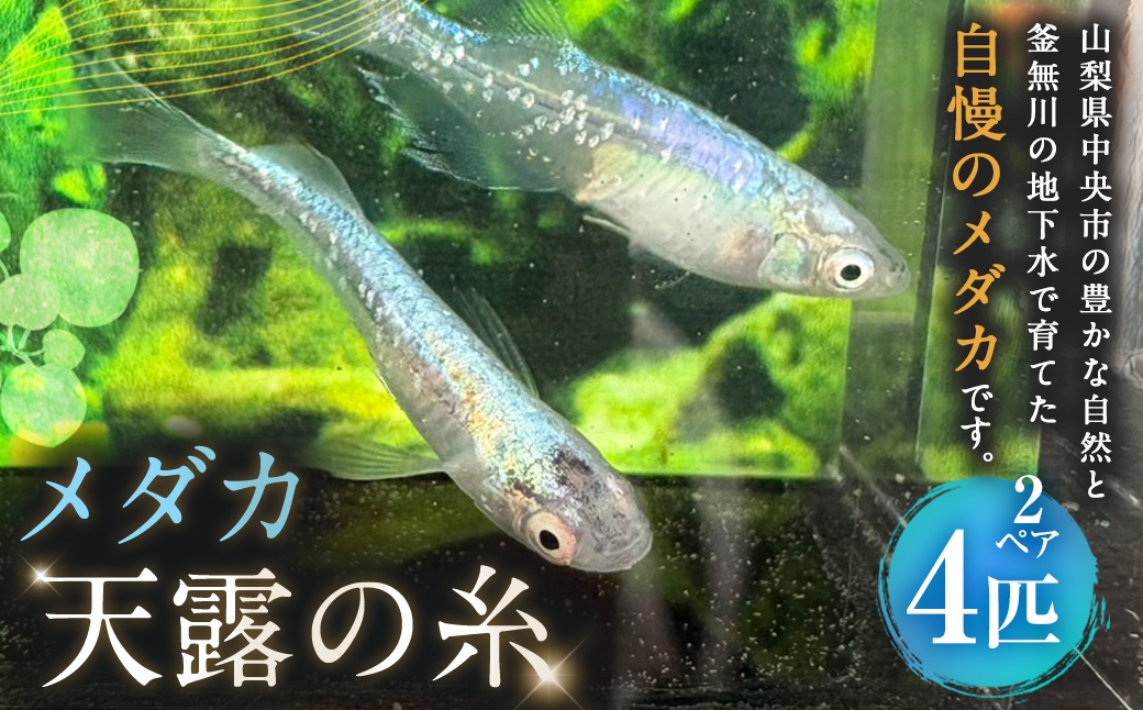天露の糸 2ペア 4匹