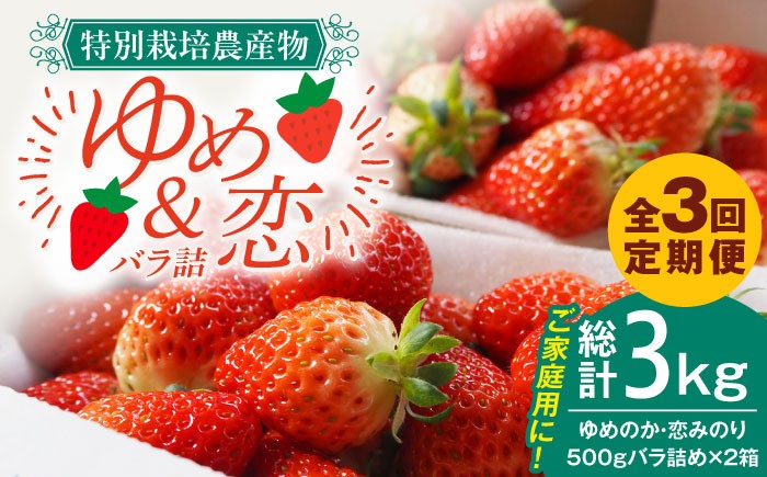  まとめ買い 人気 便利  贈り物 ギフト 食材  イチゴ 苺 フルーツ 果物
