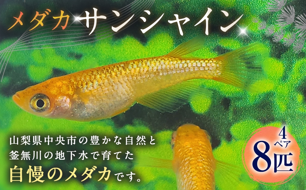 メダカサンシャイン 4ペア 8匹