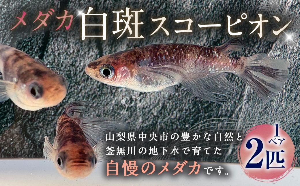 メダカ白斑スコーピオン 1ペア 2匹