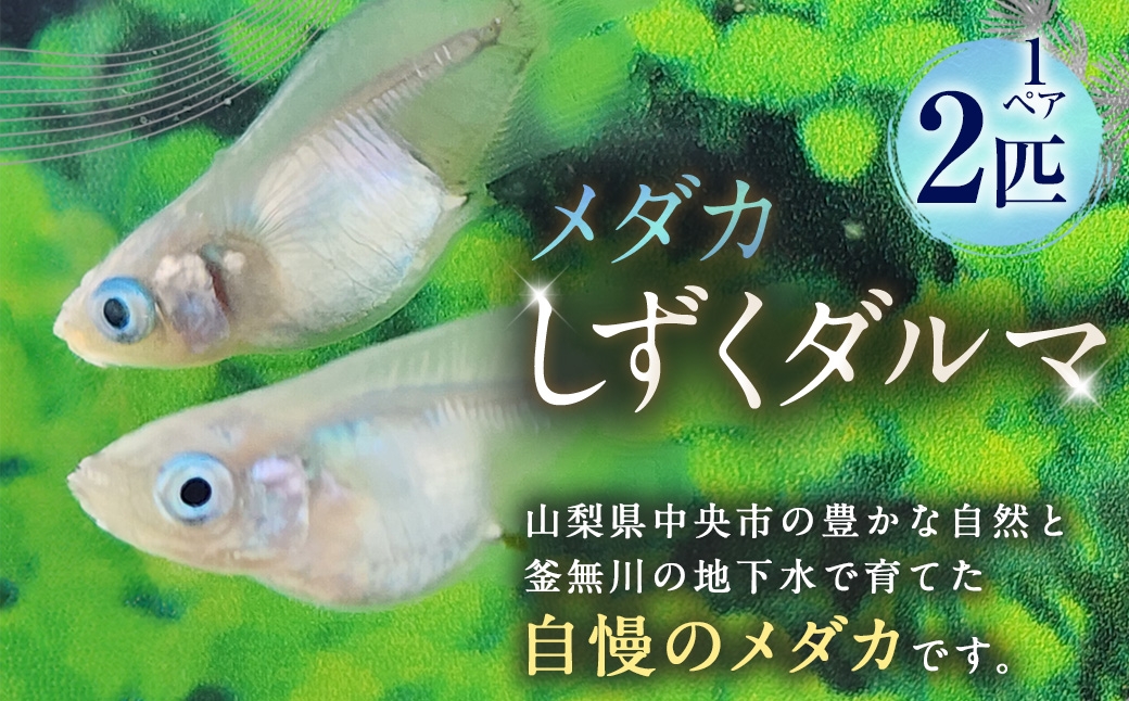 メダカしずくダルマ 1ペア 2匹