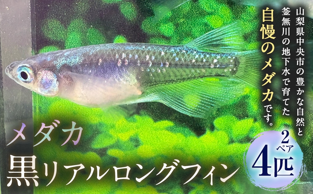 メダカ黒リアルロングフィン 2ペア 4匹