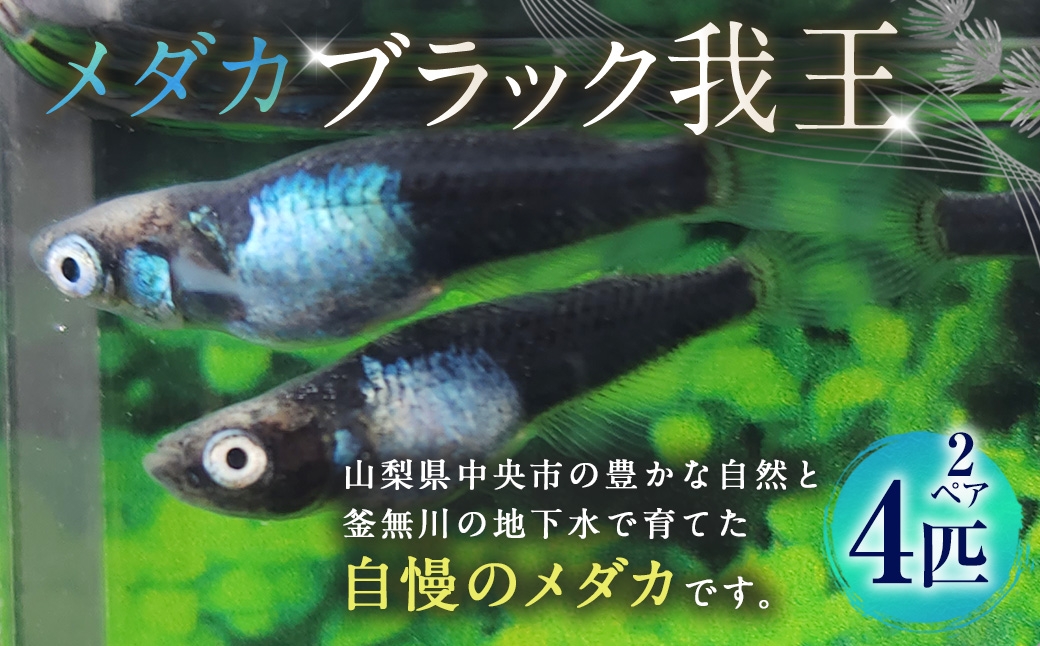 メダカブラック我王 2ペア 4匹