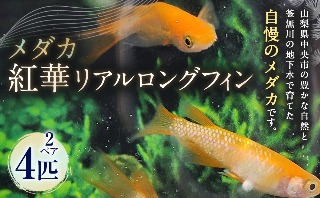 紅華リアルロングフィン 2ペア 4匹