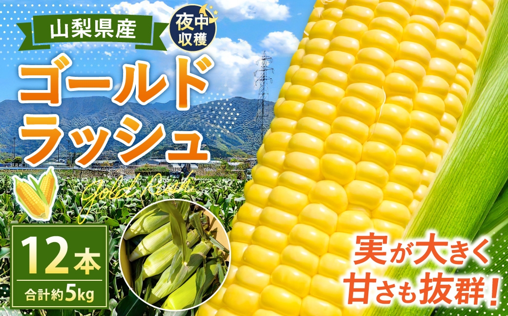 夜中収穫！とうもろこし（ゴールドラッシュ）