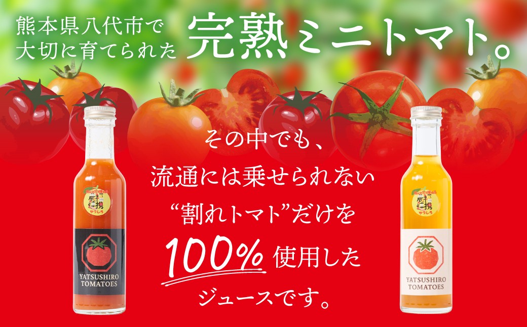 熊本県八代市で大切に育てられた完熟ミニトマト。