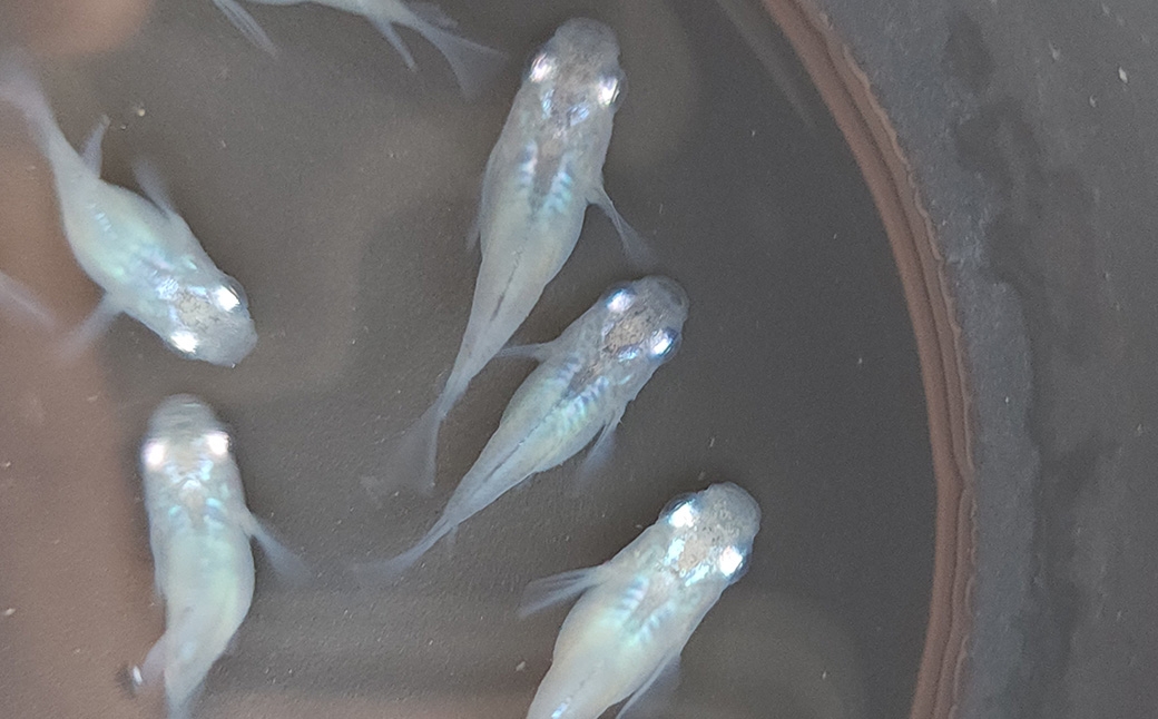 メダカしずくダルマ 2ペア 4匹