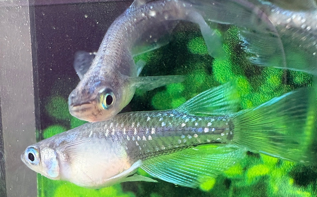 メダカ黒リアルロングフィン 2ペア 4匹