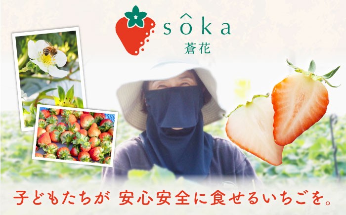  まとめ買い 人気 便利  贈り物 ギフト 食材  イチゴ 苺 フルーツ 果物