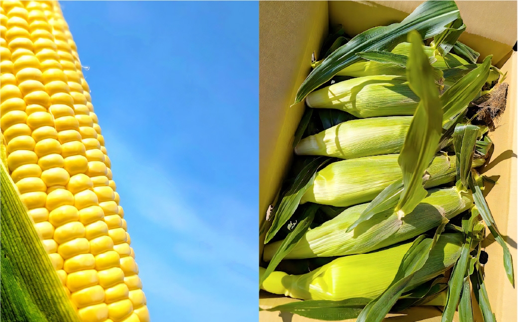 夜中収穫！とうもろこし（ゴールドラッシュ）