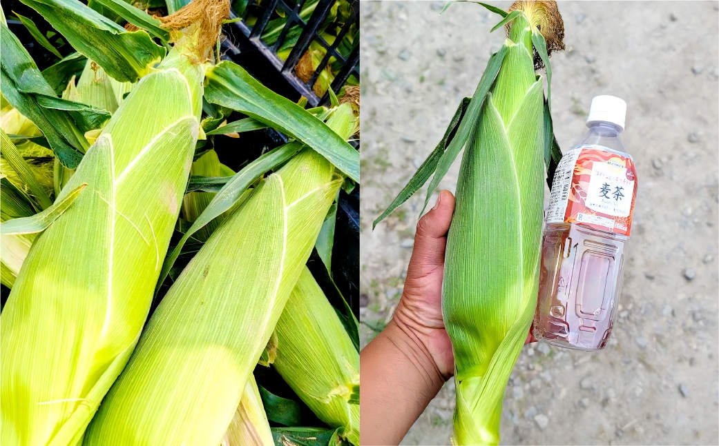 夜中収穫！とうもろこし（ドルチェドリーム）12本（約5kg）