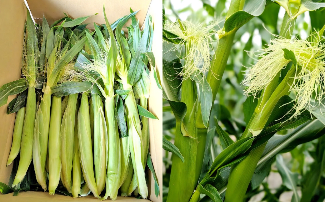 ヤングコーン（ゴールドラッシュ）たっぷり60本約5kg