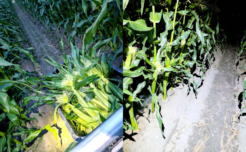 ヤングコーン（ゴールドラッシュ）たっぷり60本約5kg