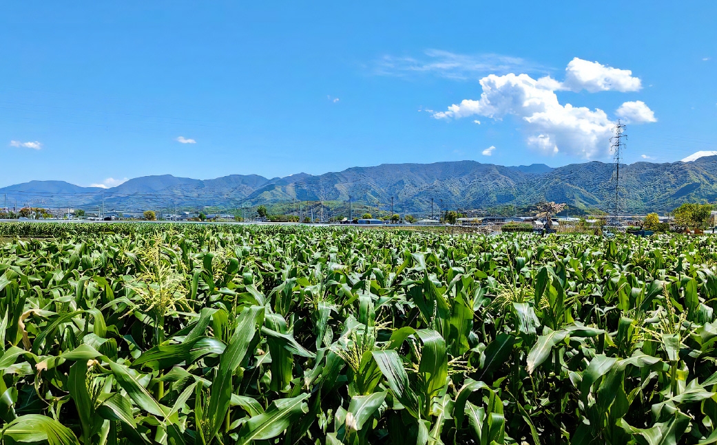 夜中収穫！とうもろこし（ドルチェドリーム）12本（約5kg）