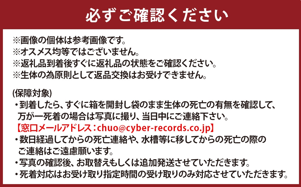 メダカ 【 ジョルノ 】 4ペア 8匹