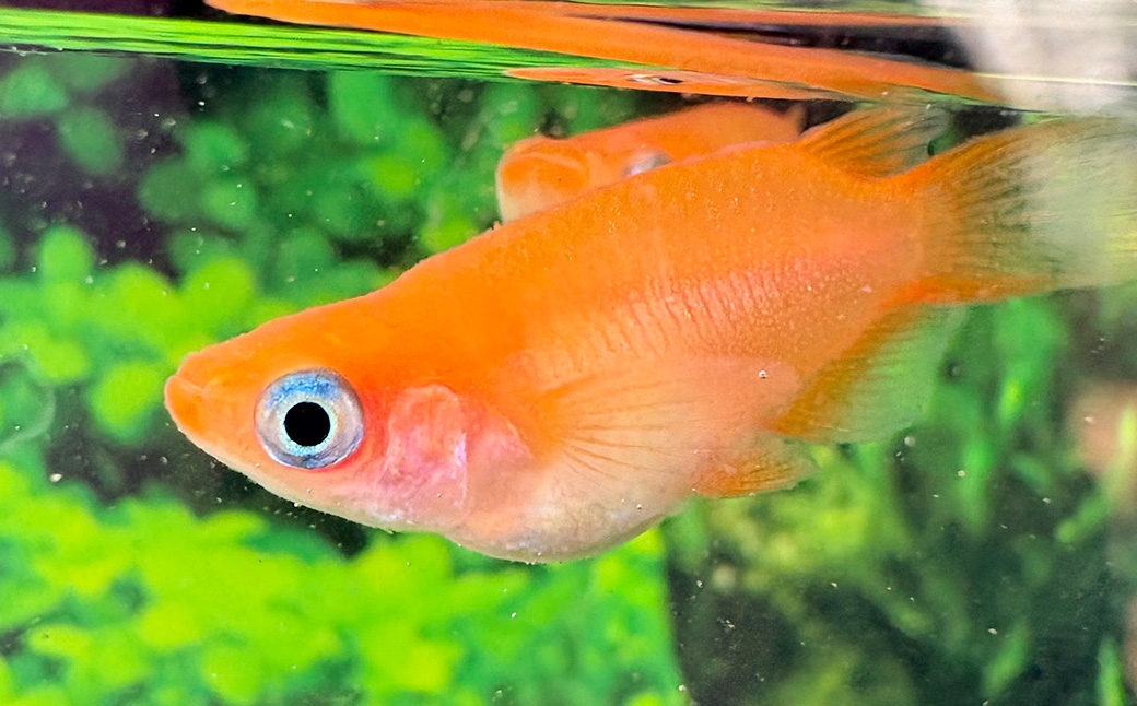 メダカ初恋2ペア4匹