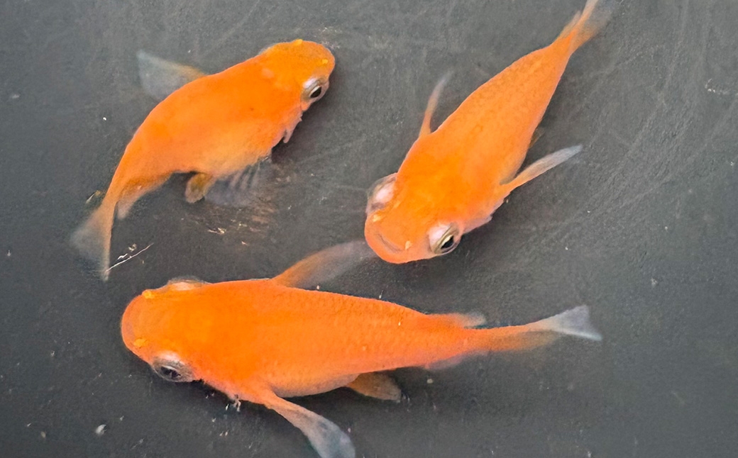 メダカ初恋 1ペア 2匹