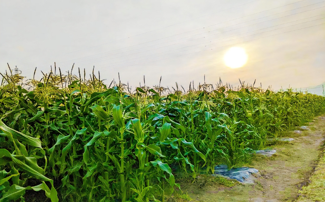 夜中収穫！とうもろこし（ドルチェドリーム）12本（約5kg）